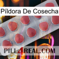 Píldora De Cosecha 18